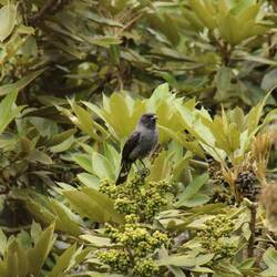 Red-crested Cotinga