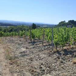 Het land van de "strade bianche"