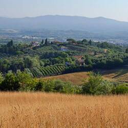 De geuren zijn een mix van zoete abrikoos en Provençaalse kruiden.