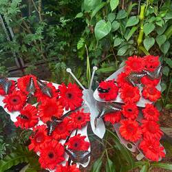 Butterfly garden zmitzt im Flughafe Changi