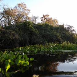 Teichhyazinten- landschaft
