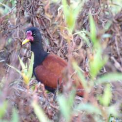Rotstirn-Blatthühnchen, "little Coffee", adult