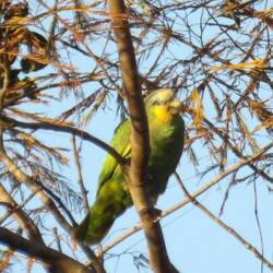 Orange winged parakeet
