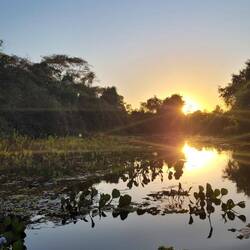 Sonnenuntergang im Pantanal