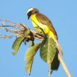 Anderer Kiskadee