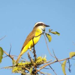 Great Kiskadee