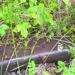 Die Ameisen haben den ÖPNV übernommen