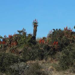 ...Aloe Vera Pflanzen stehen links und rechts die Hügel rauf