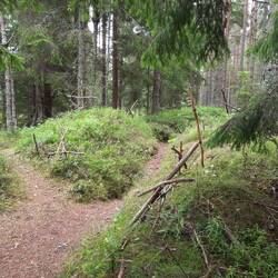 Es ist fast ein Kreuz-Wald-Wanderweg