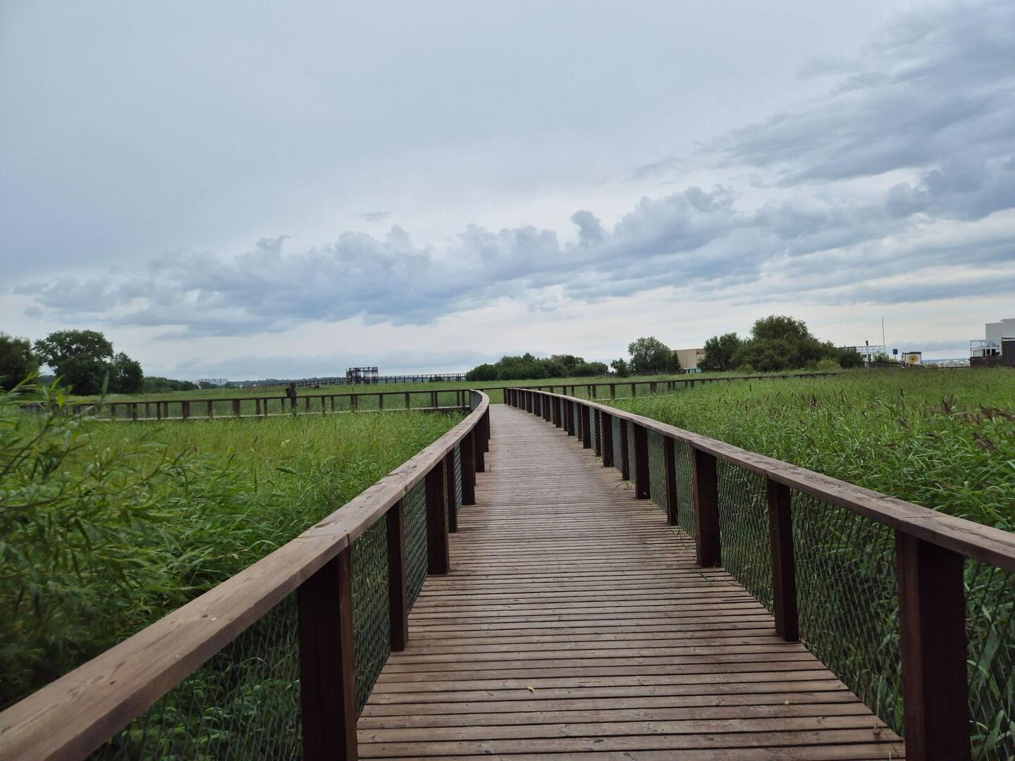 Ein Holzweg durch den Schilf bis zum Aussichtsturm