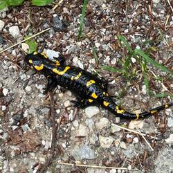 Vorher noch nie gesehen!