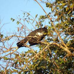 White throated piping guan