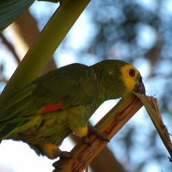 Orange winged parrot