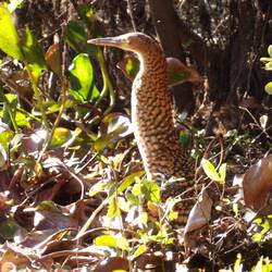 Marmorreiher, Jungvogel