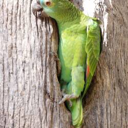 Orange winged parrot