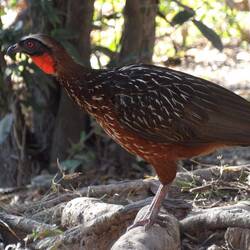 Red throated piping guan