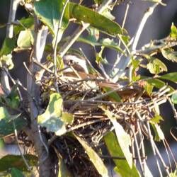 Man sieht das Auge des lesser kiskadee!