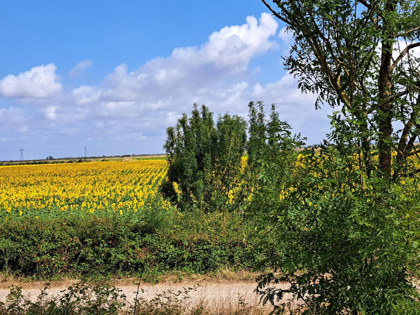 Unsere Fahrt führte uns vorbei an unzähligen Sonnenblumen