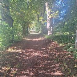 Schöne Allee