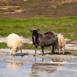 Die Schafe scheinen es zu mögen