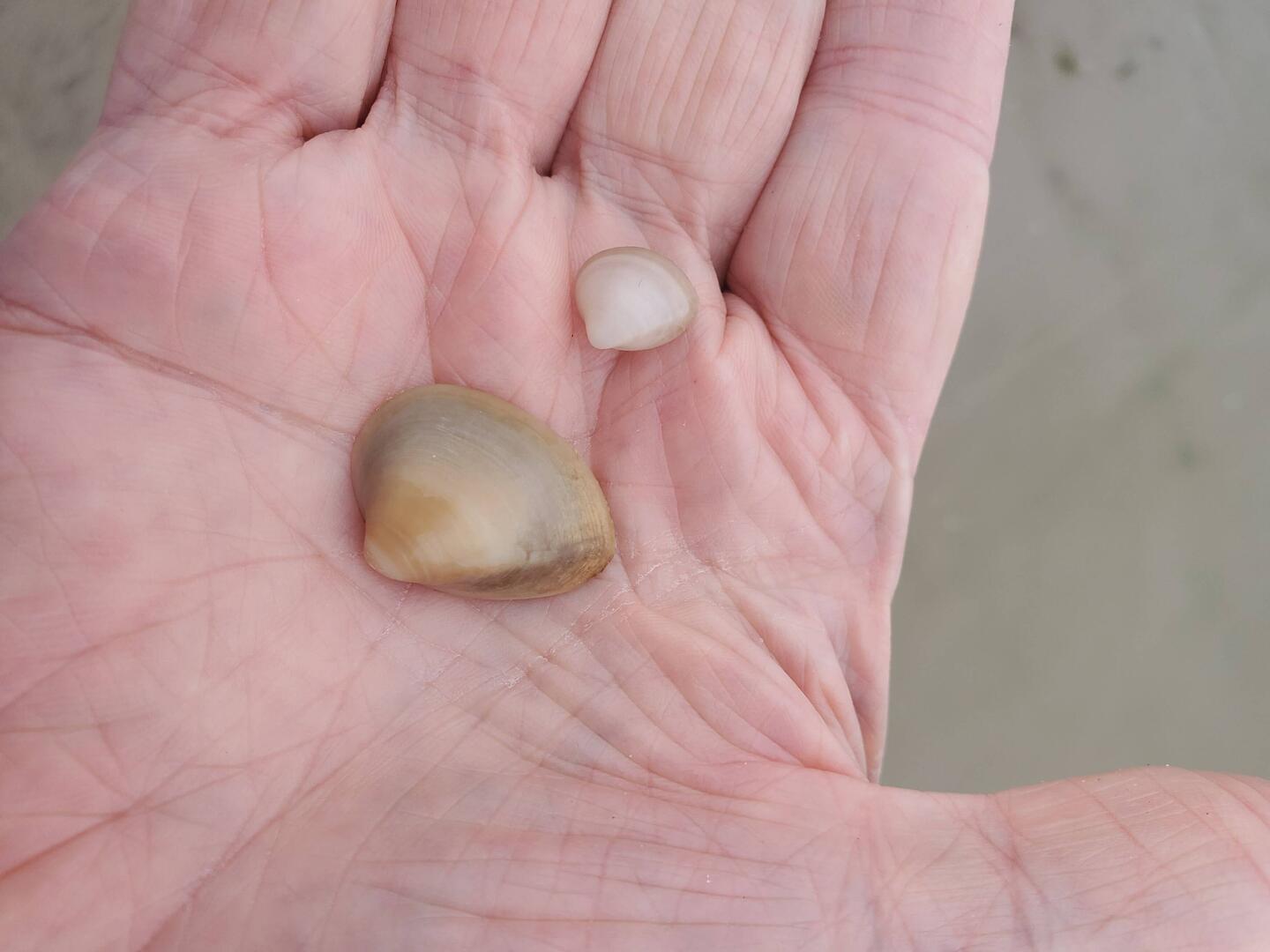Genuine Baltic Sea shells