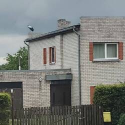 A stork. They're everywhere and almost the national bird