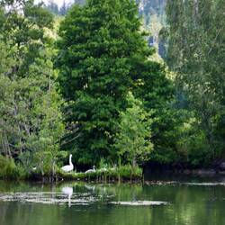 Riesige Schwäne mit Junge.