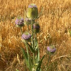Wild teasel. It's everywhere and I love it.