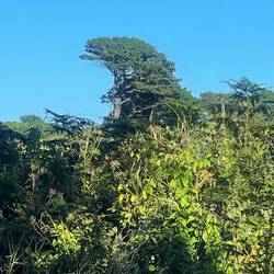 I see a dinosaur 🦖