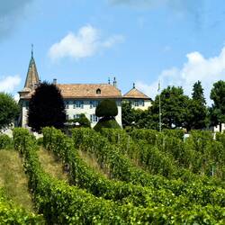 One of several vineyards on Route Suisse ... this one in Perroy.