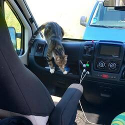 Nearly had an additional passenger