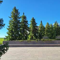 Und hier oben auf dem 4. Stock wachsen richtige große Bäume