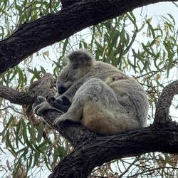 Freilebende Koalas gab es dort auch jede Menge