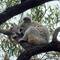Freilebende Koalas gab es dort auch jede Menge