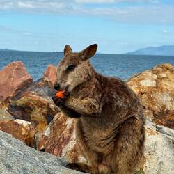 Wir haben kleine Wallabies mit Möhrchen gefüttert🥹