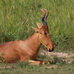 Kuhantilope (Hartebeest)