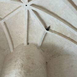 A swallow's nest
