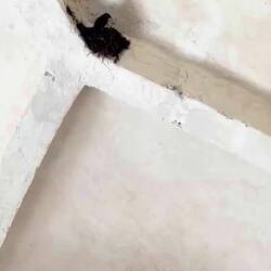 Swallow feeding its chicks