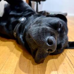 Pooped after a swim and a walk