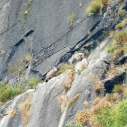 The same left hand vulture with a fluffy-looking fledgling (?) in the centre