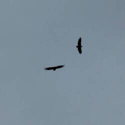 First of many Griffon vultures...