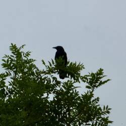 Our big black crow - he landed a long way off. Raven, carrion crow or just a rook?