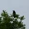 Our big black crow - he landed a long way off. Raven, carrion crow or just a rook?