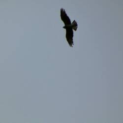 Not a vulture. Osprey or something else!