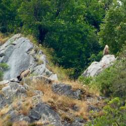 Better view of the right hand vulture