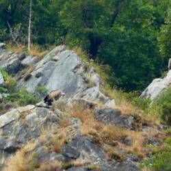 ... and after landing - plus there's another partly behind a bush on the white rock to the right