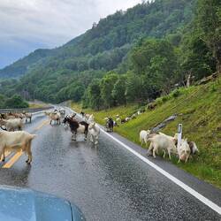 Onderwägs hend üs no es paar Vicher ufghaltet.