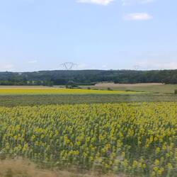 Und noch mehr 🌻🌻 😍