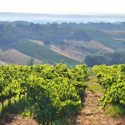 Sssst... hier rijpt de Chianti.