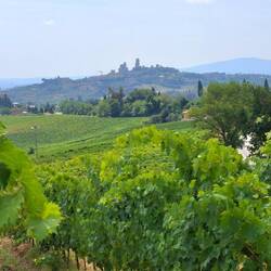 Tussen de wijngaarden nader ik mijn doel